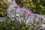 Aster alpinus