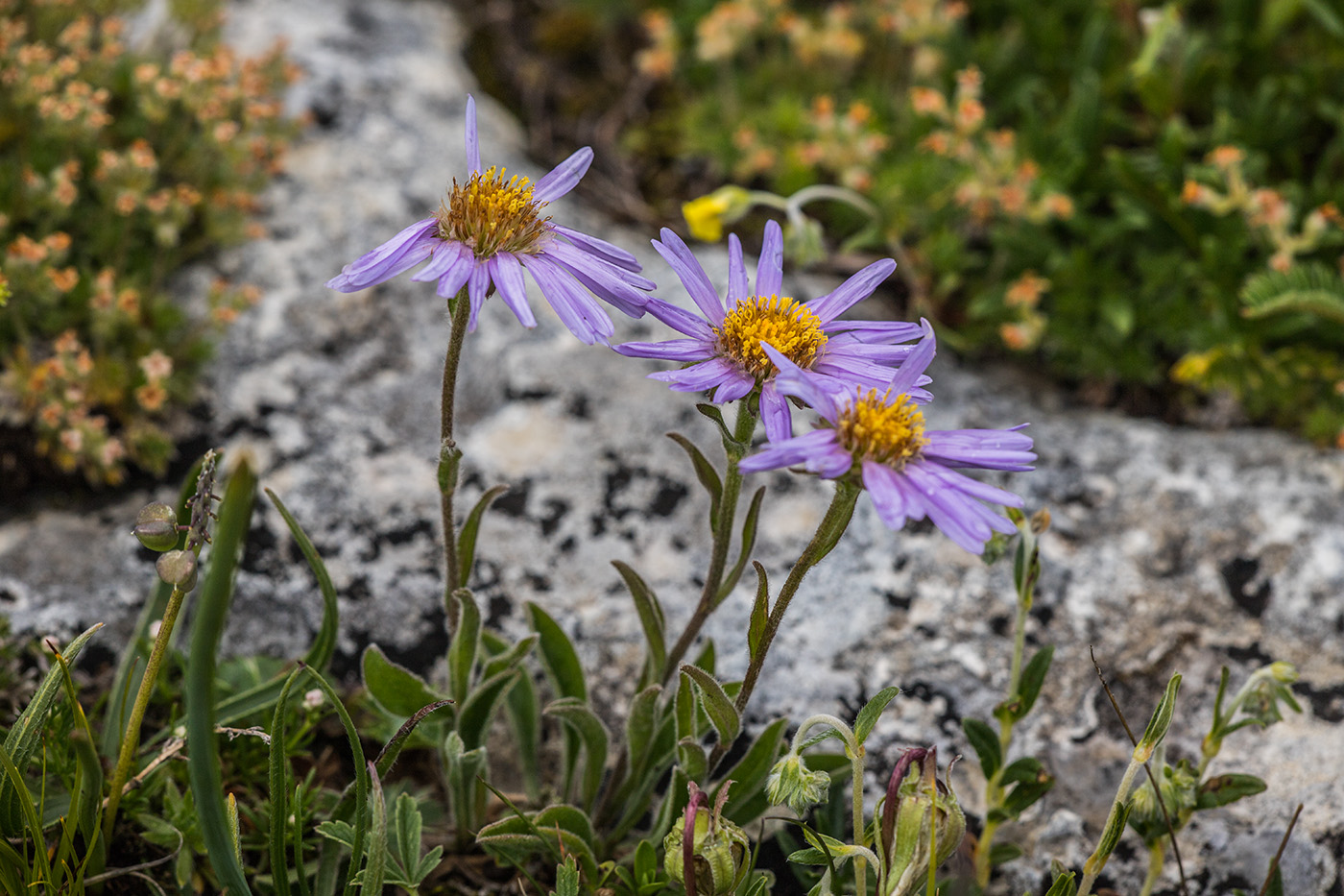 Image of Aster alpinus specimen.