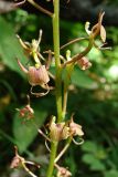 Liparis japonica. Часть соцветия. Хабаровский край, окр. г. Комсомольск-на-Амуре, широколиственный лес. 14.07.2025.