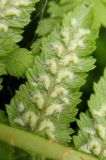 Athyrium filix-femina