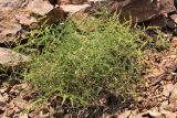 Cicer songaricum