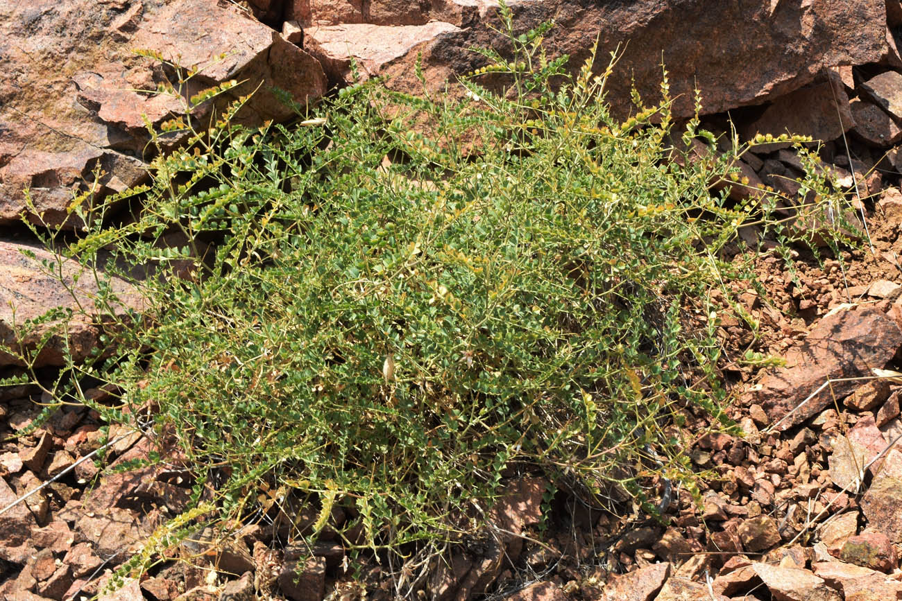 Image of Cicer songaricum specimen.
