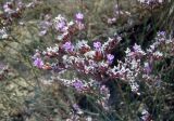 Limonium narynense
