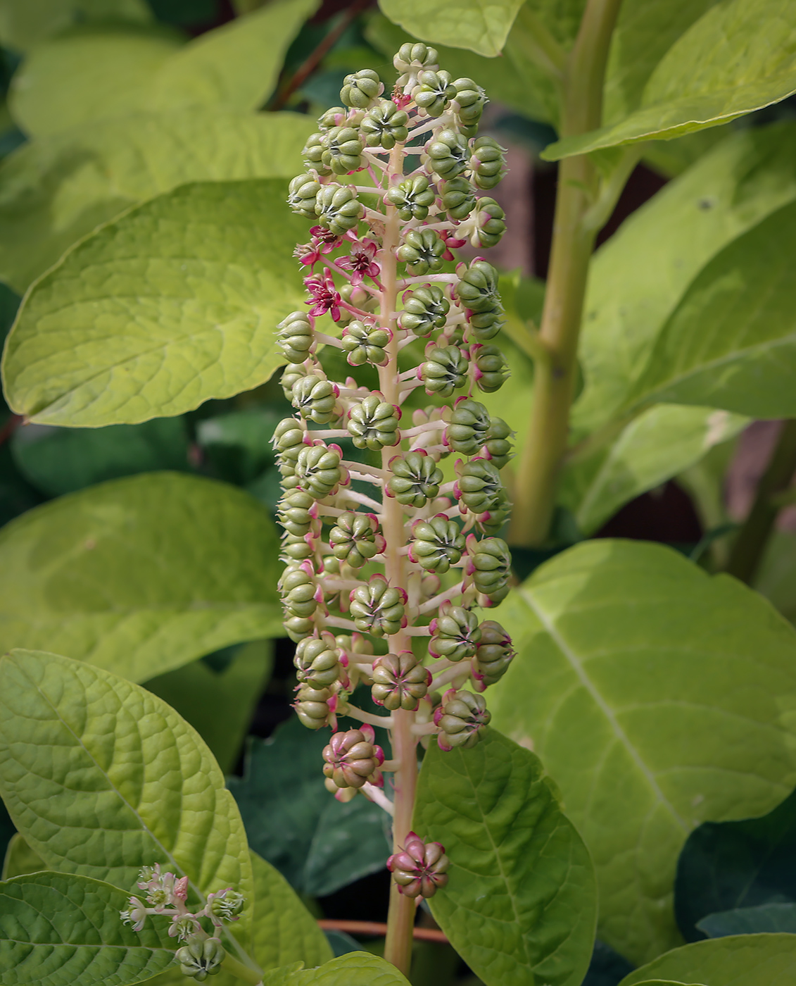 Image of Phytolacca acinosa specimen.