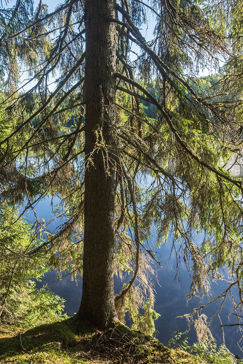 Image of Picea abies specimen.