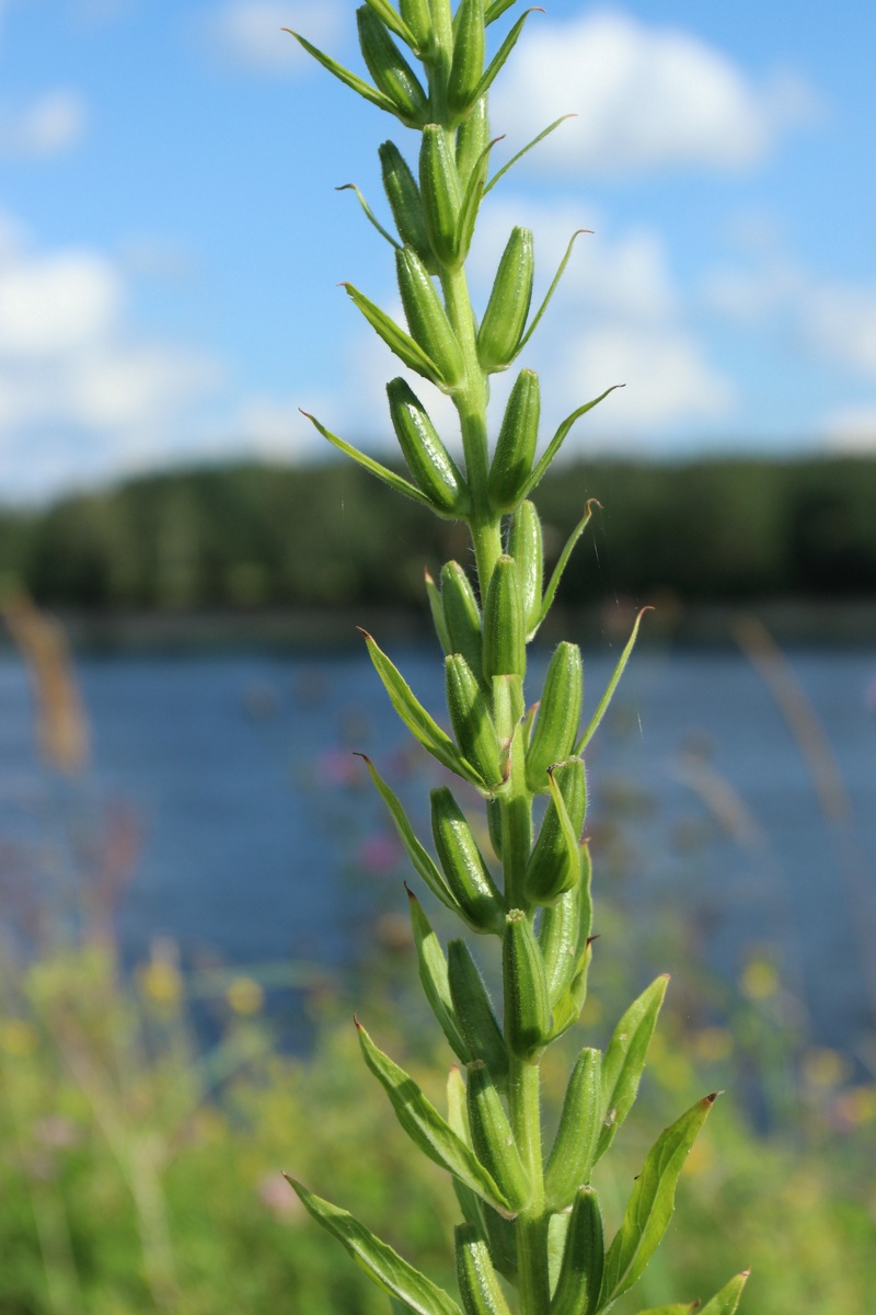 Image of Oenothera biennis specimen.