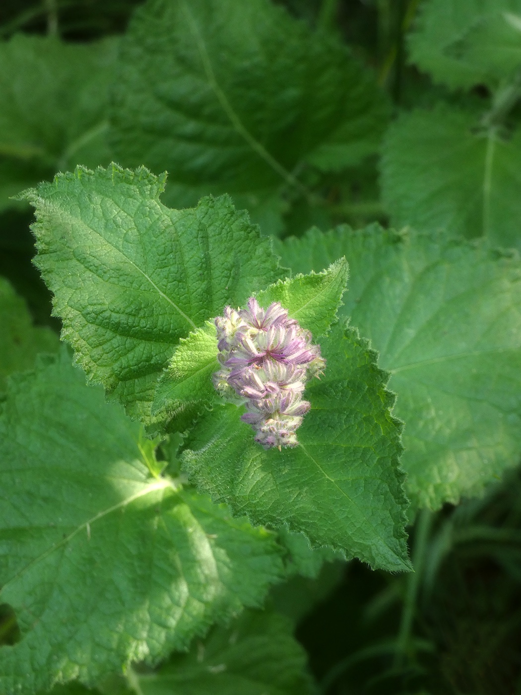 Изображение особи Salvia sclarea.