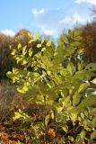 Fraxinus excelsior. Верхушки молодых растений с погрызенными листьями в осенней окраске. Санкт-Петербург, Дудергофские высоты, Ореховая гора, северный край грунтового стадиона, опушка широколиственного леса. 18.10.2025.