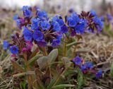 Pulmonaria mollis. Цветущие растения. Южное побережье оз. Байкал, окр. пос. Танхой, Байкальский заповедник. 15.05.2008.