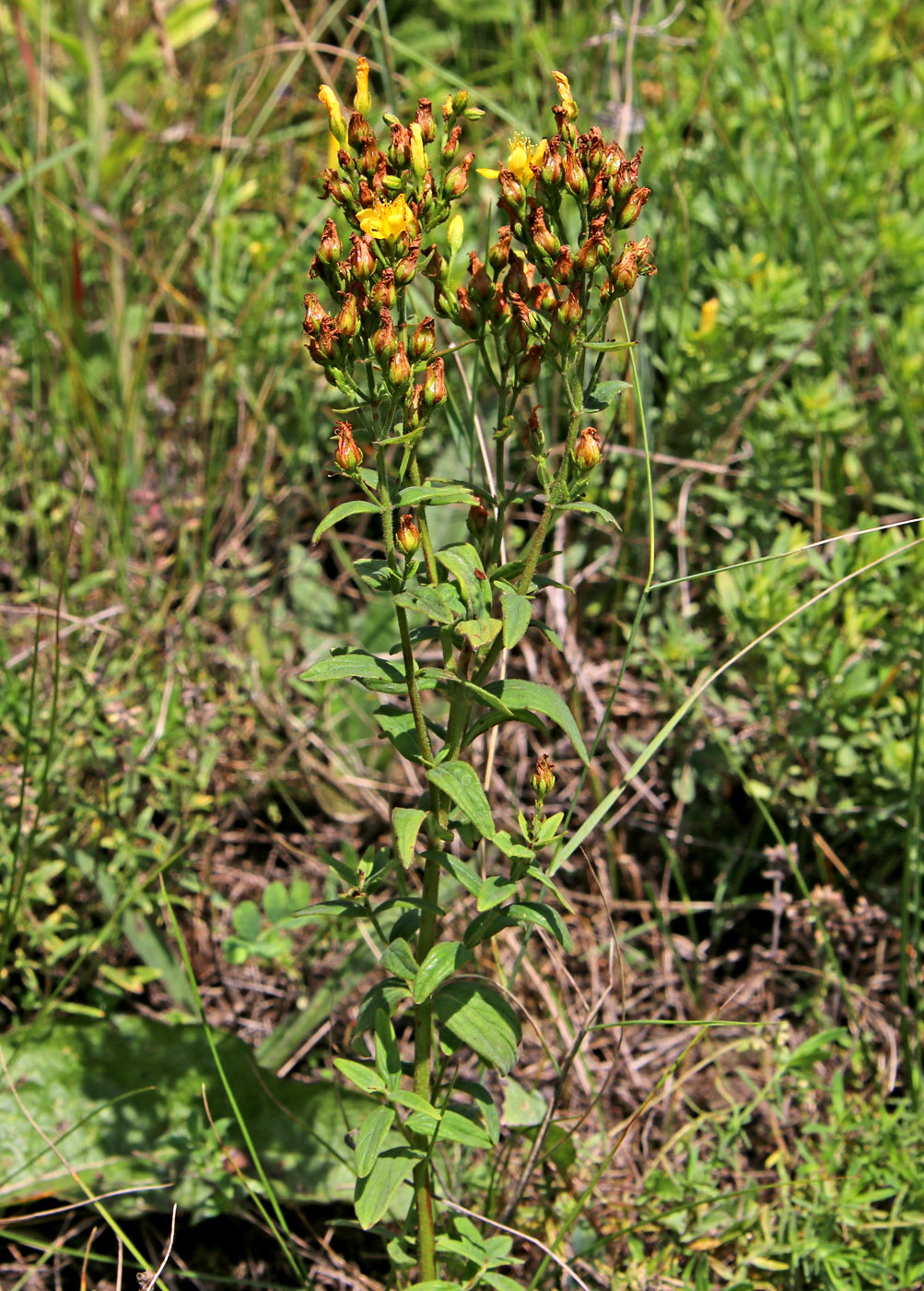 Image of Hypericum hirsutum specimen.