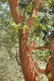 Arbutus andrachne. Фрагменты ствола и скелетных ветвей с отслаивающейся корой. Южный берег Крыма, Никитский ботанический сад, 22 июня 2016 г.