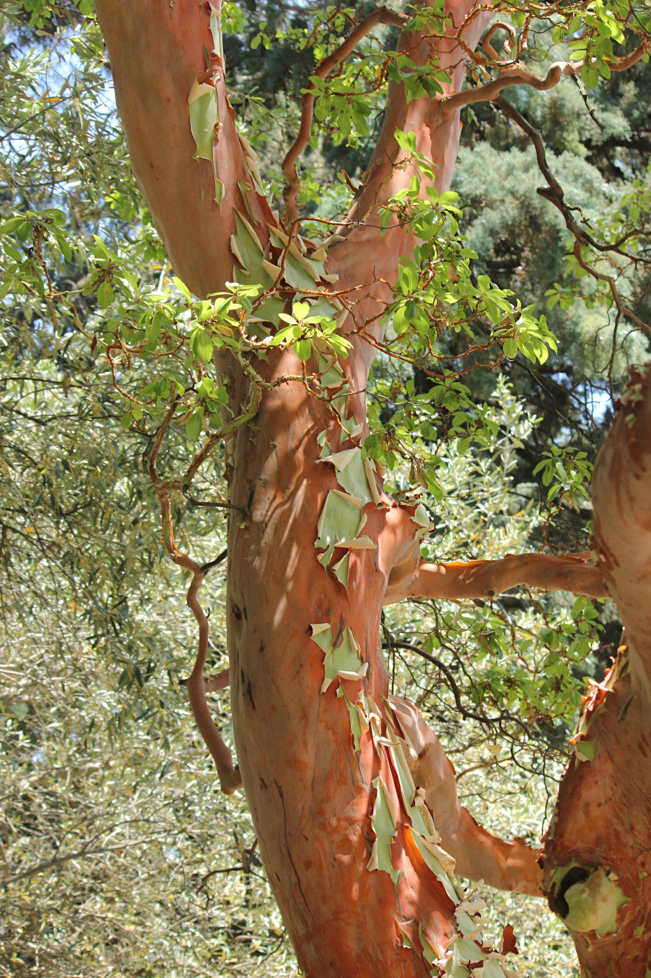 Изображение особи Arbutus andrachne.