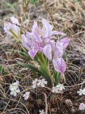 Iris ivanovae. Цветущее растение в сообществе с цветущими Androsace. Забайкальский край, окр. пос. Агинское, Агинская степь. Середина мая 2025 г.