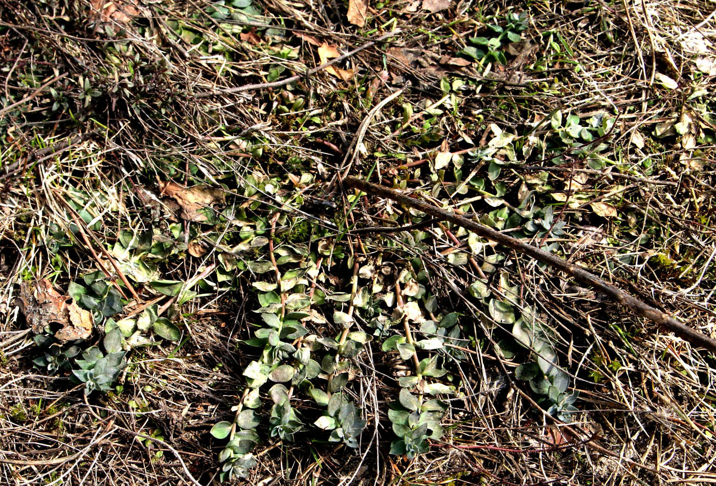 Image of Linaria genistifolia specimen.