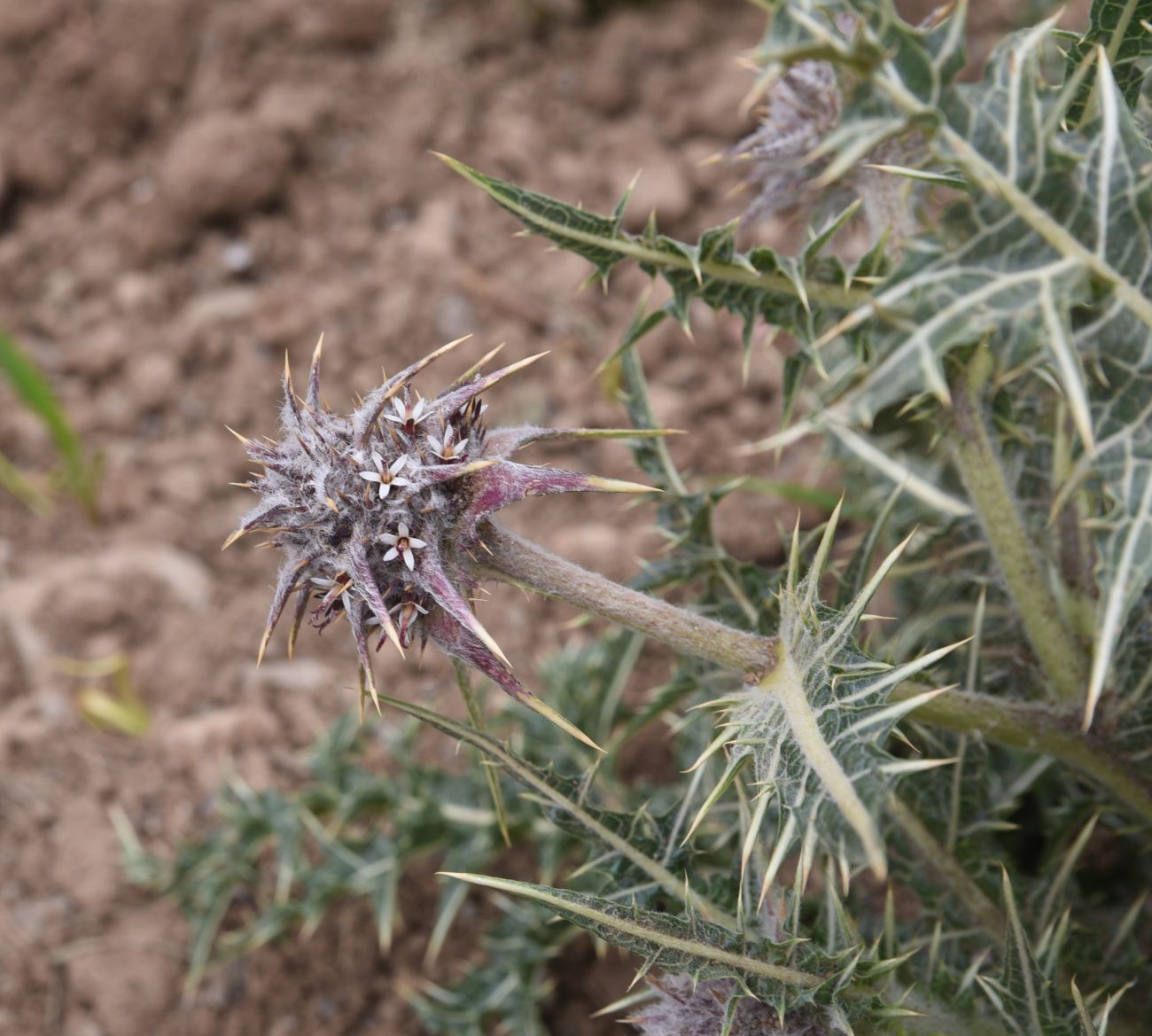 Image of genus Gundelia specimen.
