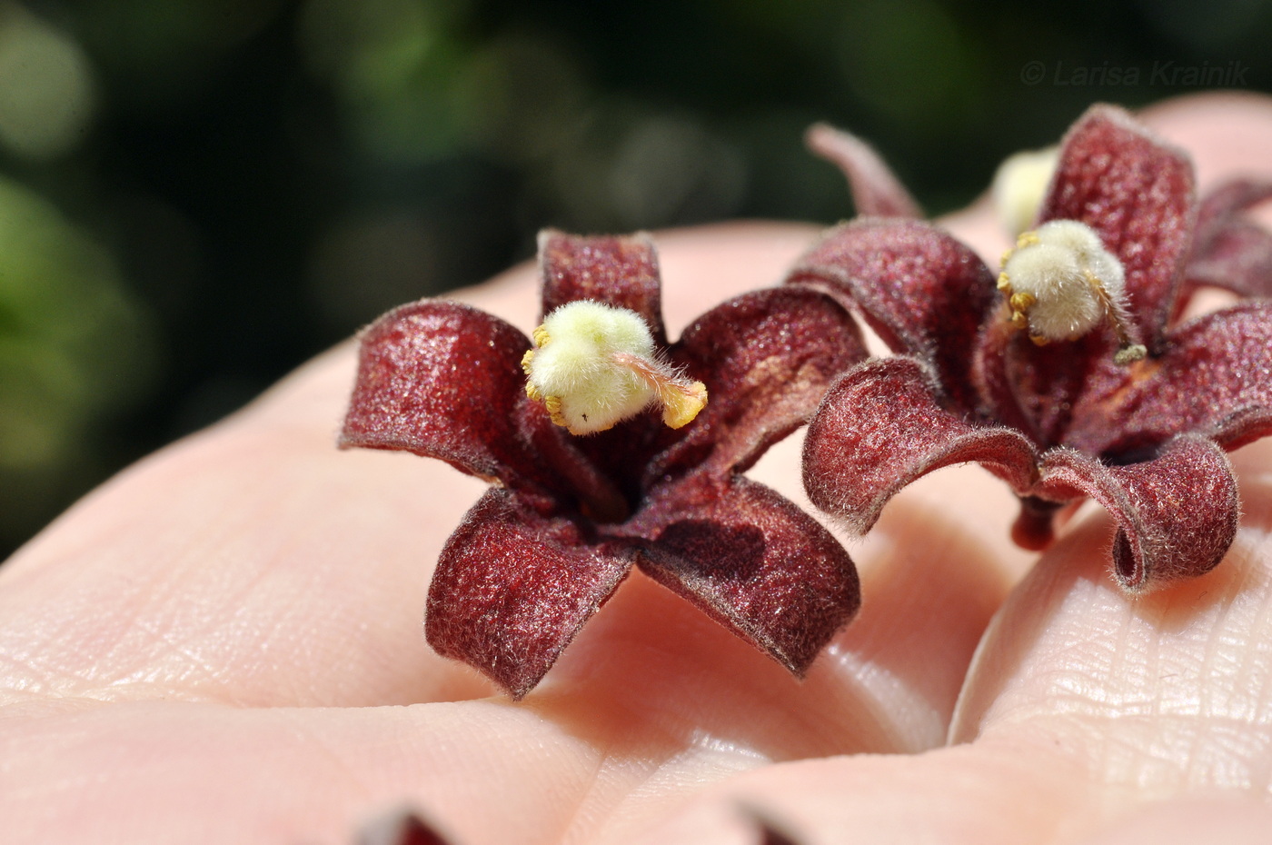 Image of Sterculia foetida specimen.
