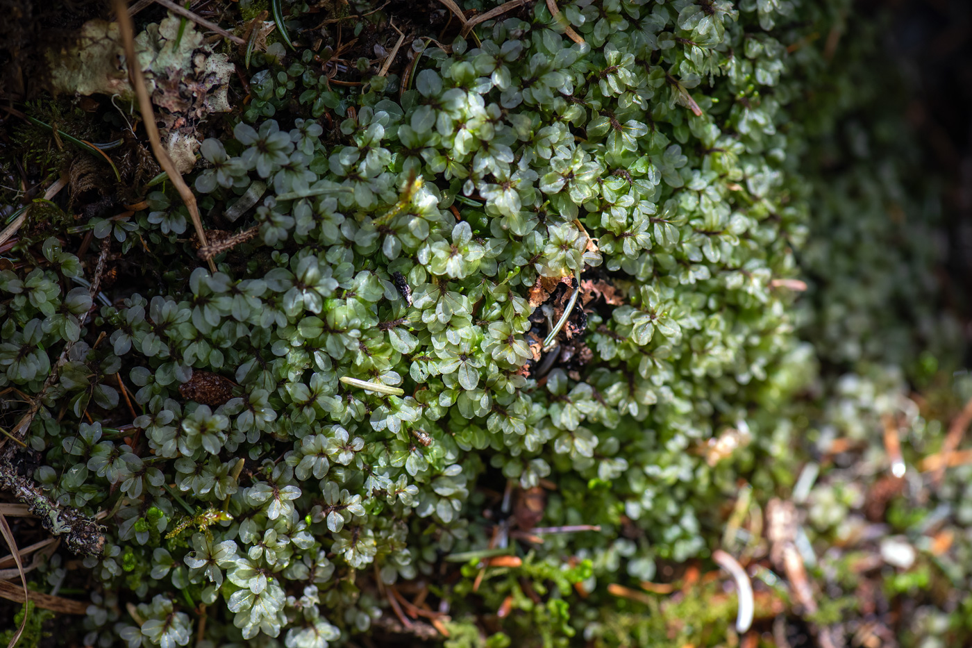 Image of familia Mniaceae specimen.