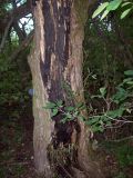 Salix euxina