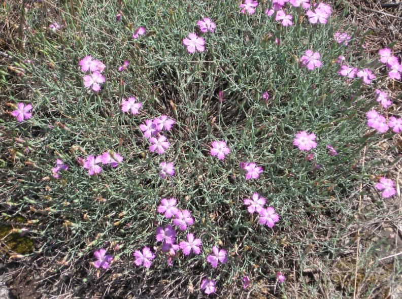 Image of Dianthus hypanicus specimen.