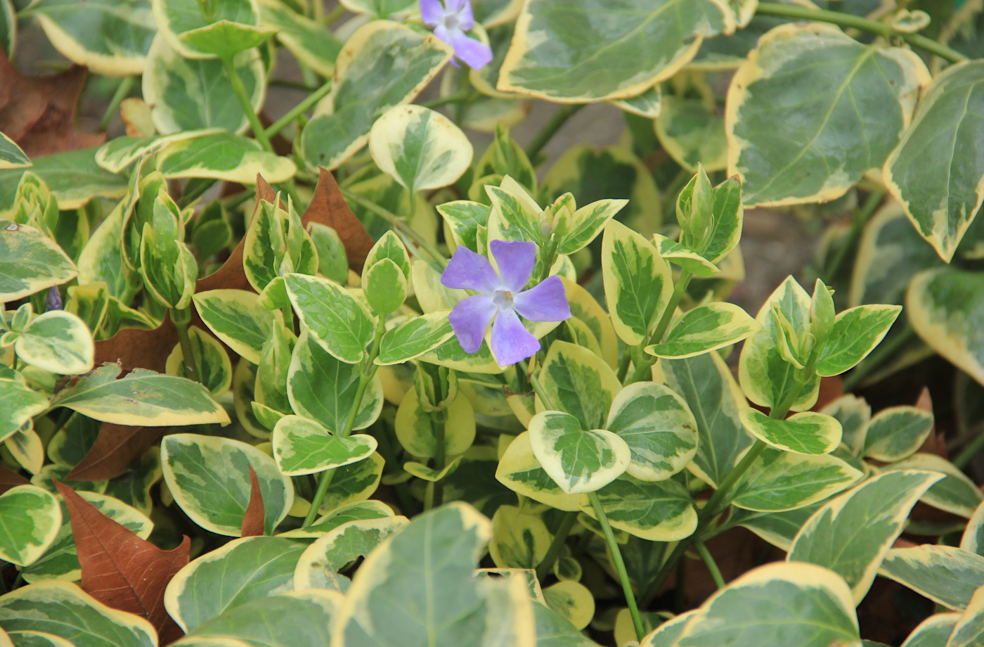 Image of Vinca major specimen.