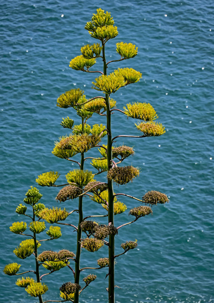 Изображение особи Agave americana.