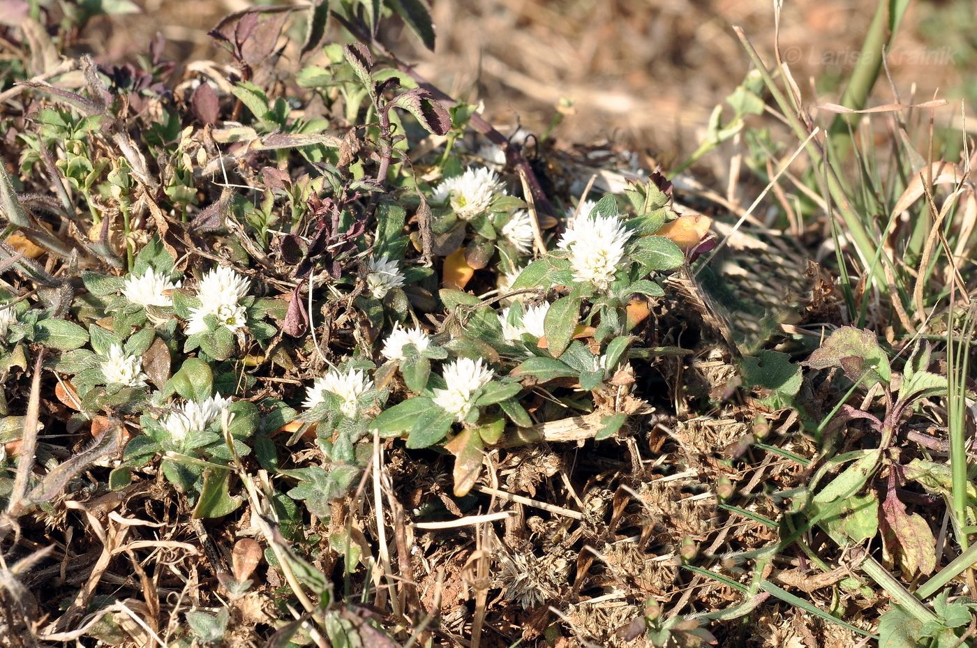 Изображение особи род Alternanthera.