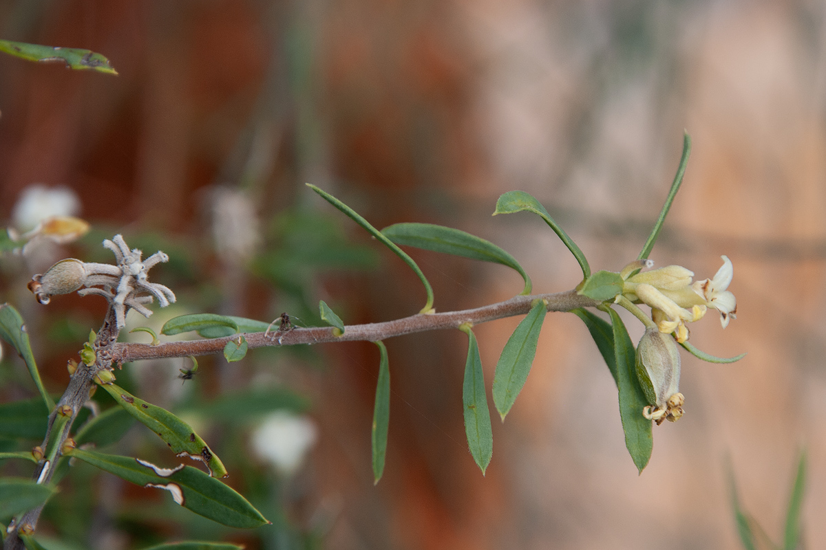 Изображение особи Daphne gnidioides.