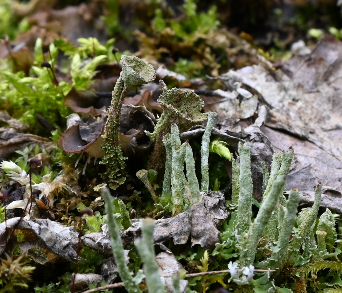 Изображение особи род Cladonia.