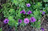 Osteospermum fruticosum