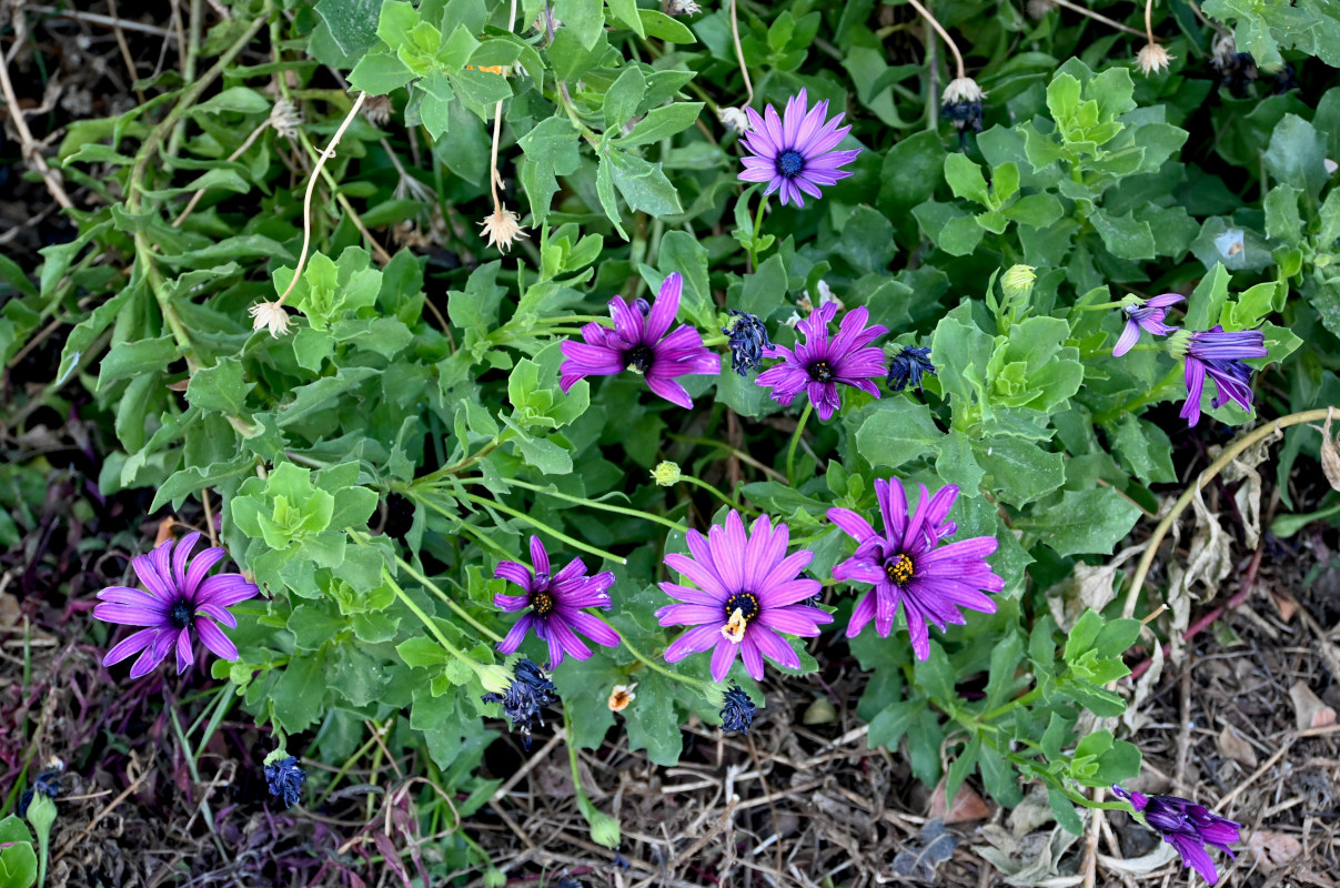 Image of Osteospermum fruticosum specimen.