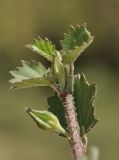 семейство Malvaceae. Верхушка веточки с бутоном. Вьетнам, пров. Кханьхоа, г. Нячанг, окр. водохранилища Ам Чуа (Ho Am Chua), пустырь. 23.02.2026.