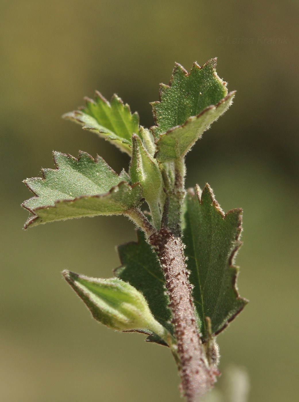 Image of familia Malvaceae specimen.
