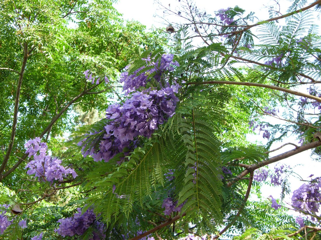 Изображение особи Jacaranda mimosifolia.