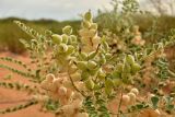 Astragalus lehmannianus. Верхушка доцветающего и плодоносящего растения с плодами разной степени созревания. Астраханская обл., Наримановский р-н, окр. с. Николаевка, бархан Большой Брат, опустыненная степь, участок подвижных песков. 06.07.2026.