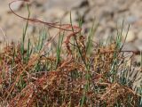 Cuscuta pamirica. Побеги растения, паразитирующего на Ephedra. Таджикистан, Горно-Бадахшанская автономная обл., Рушанский р-н, хр. Северо-Аличурский, Ирхтские горы, Сарезское оз. (Locus classicus), Ирхтский залив, полуостров в устье р. Лянгар, выс. ≈ 3250 м н.у.м., каменистый склон. 25 июня 2026 г.