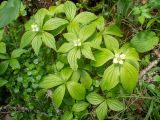 Chamaepericlymenum canadense
