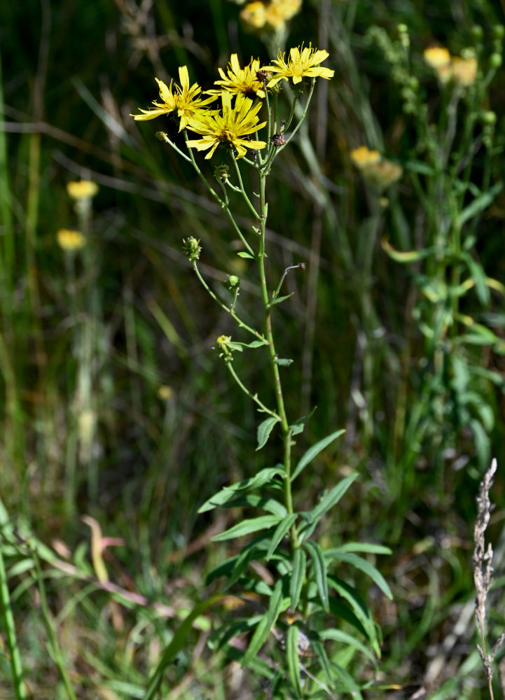 Изображение особи Hieracium umbellatum.