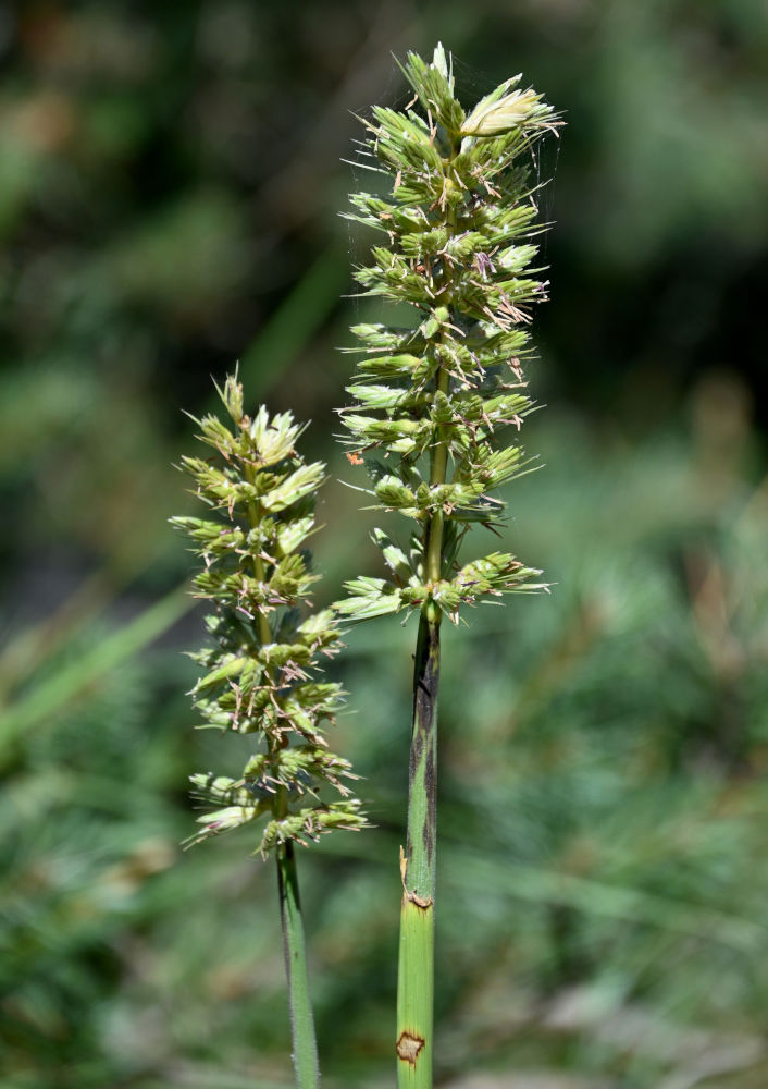 Image of Leymus racemosus specimen.