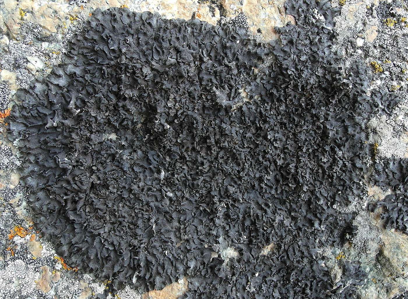 Image of Collema flaccidum specimen.