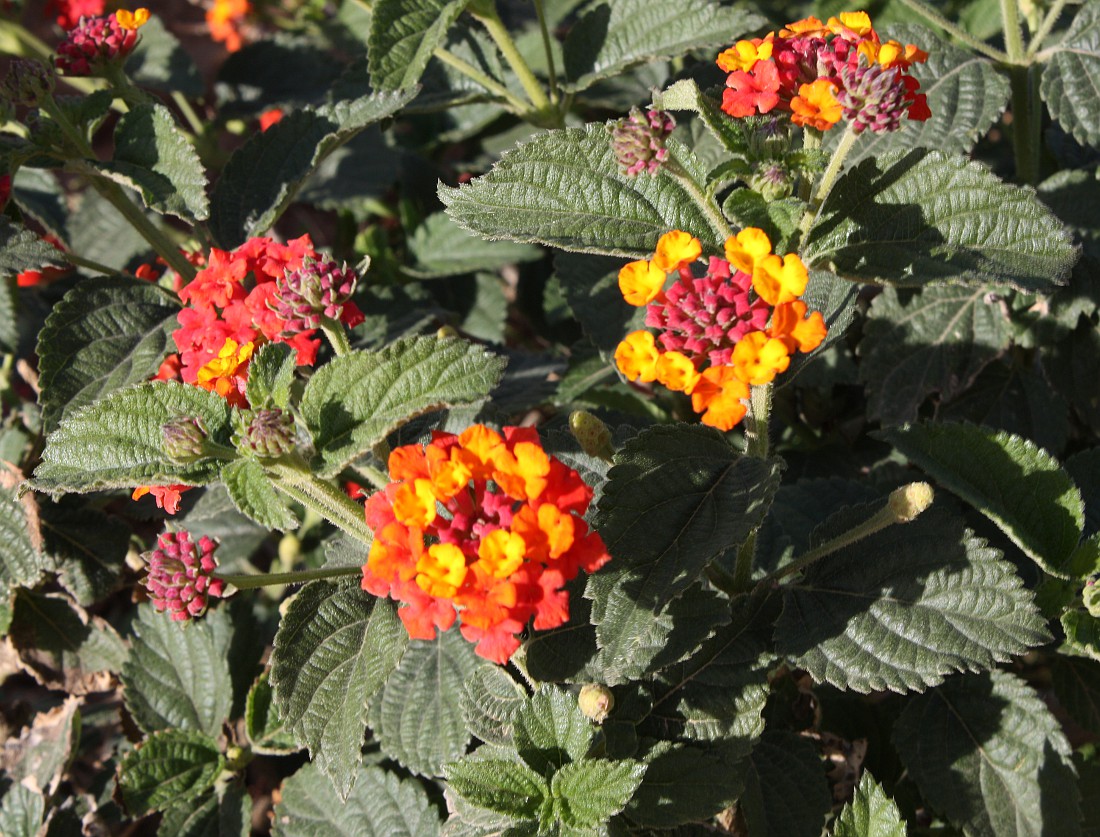 Изображение особи Lantana camara.