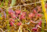 Drosera anglica. Вегетирующие растения. Санкт-Петербург, Курортный р-н, Сестрорецкое болото, верховое болото. 14.08.2026.