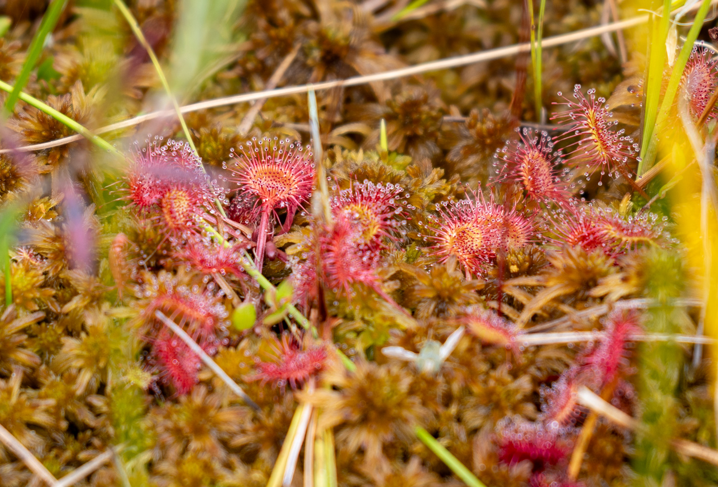 Image of Drosera anglica specimen.