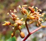 Parthenocissus inserta. Часть соцветия. Приморский край, г. Спасск-Дальний, берег р. Кулешовка, каменная отсыпка берега р. (откос), заросли. 16.09.2026.