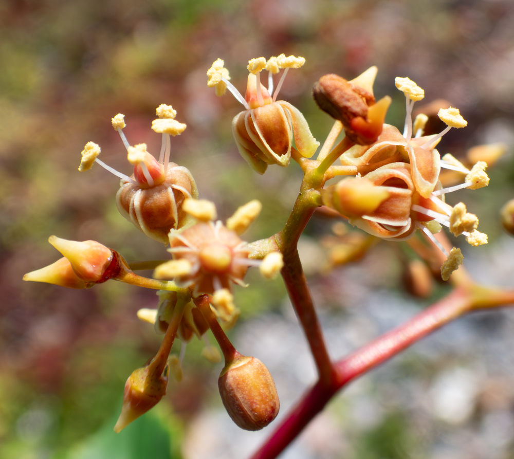 Image of Parthenocissus inserta specimen.