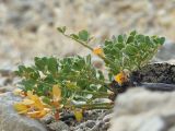 Zygophyllum potaninii. Вегетирующее растение. Казахстан, Восточно-Казахстанская обл., Маркакольский р-н, ур. Шекельмес, пестроцветные выходы. 13.09.2026.
