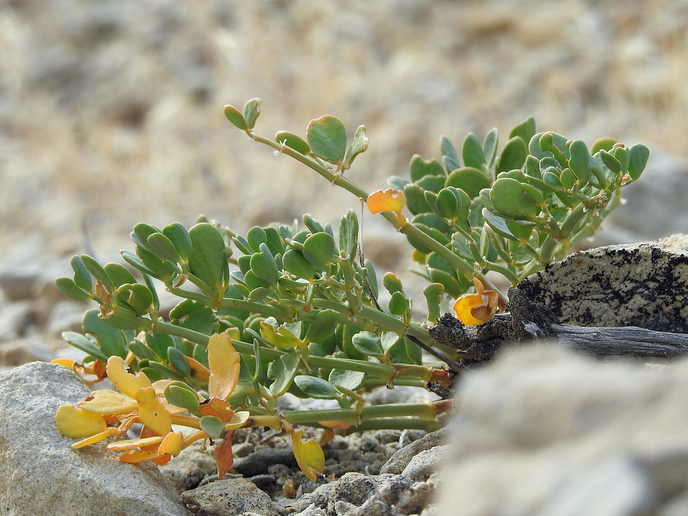 Изображение особи Zygophyllum potaninii.