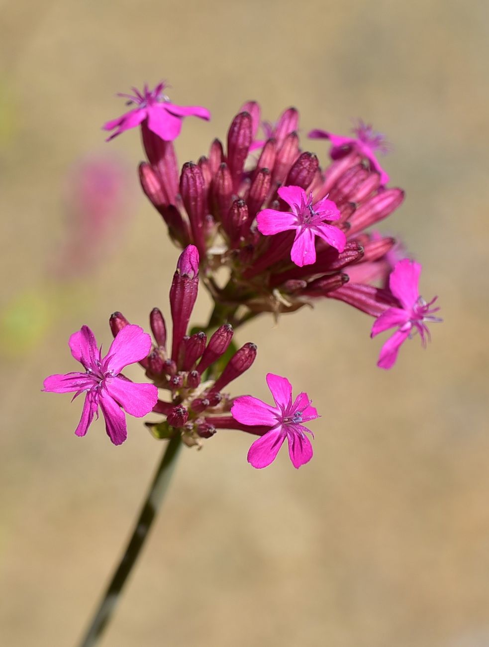 Image of Silene compacta specimen.