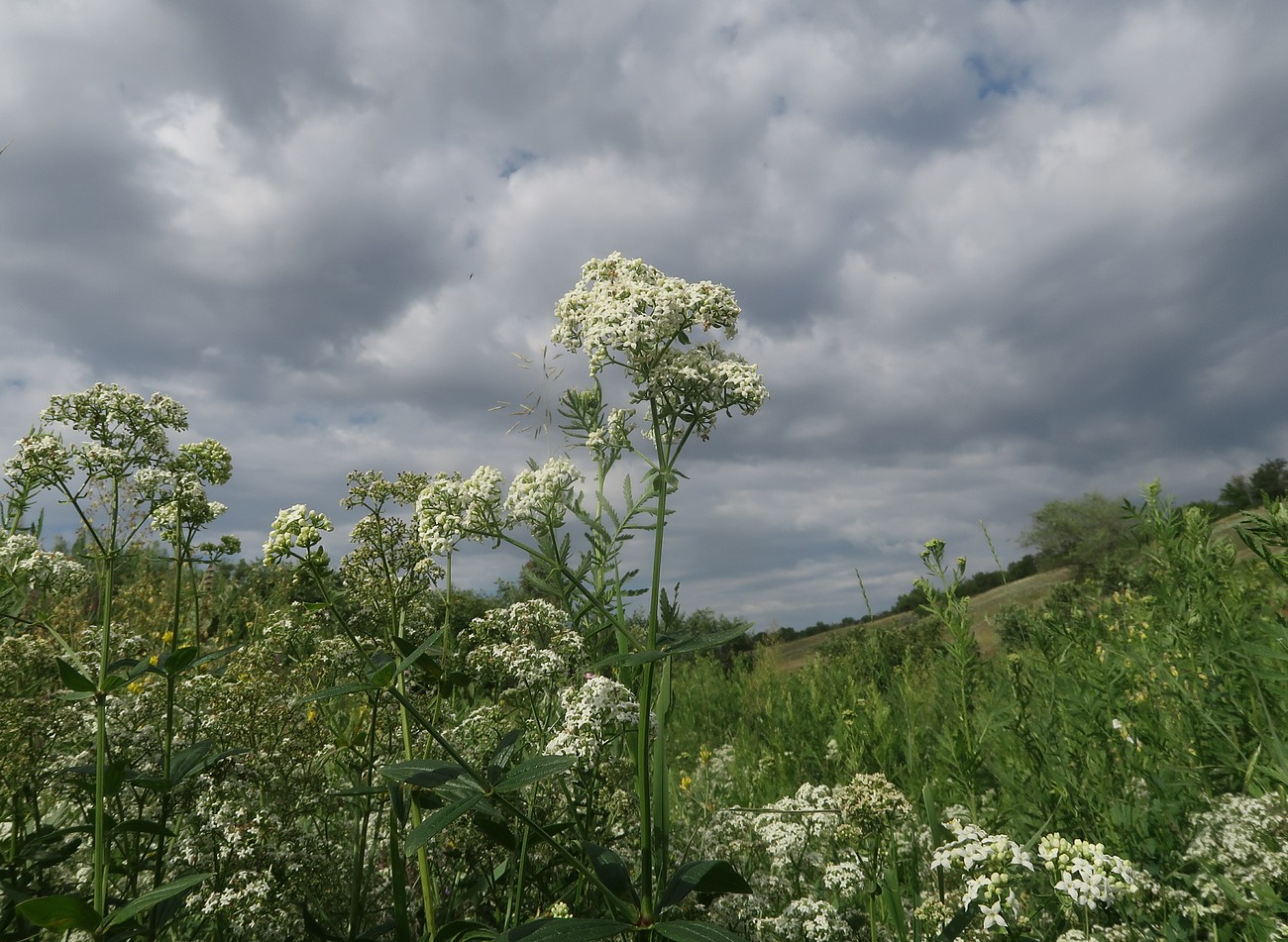 Изображение особи Galium rubioides.