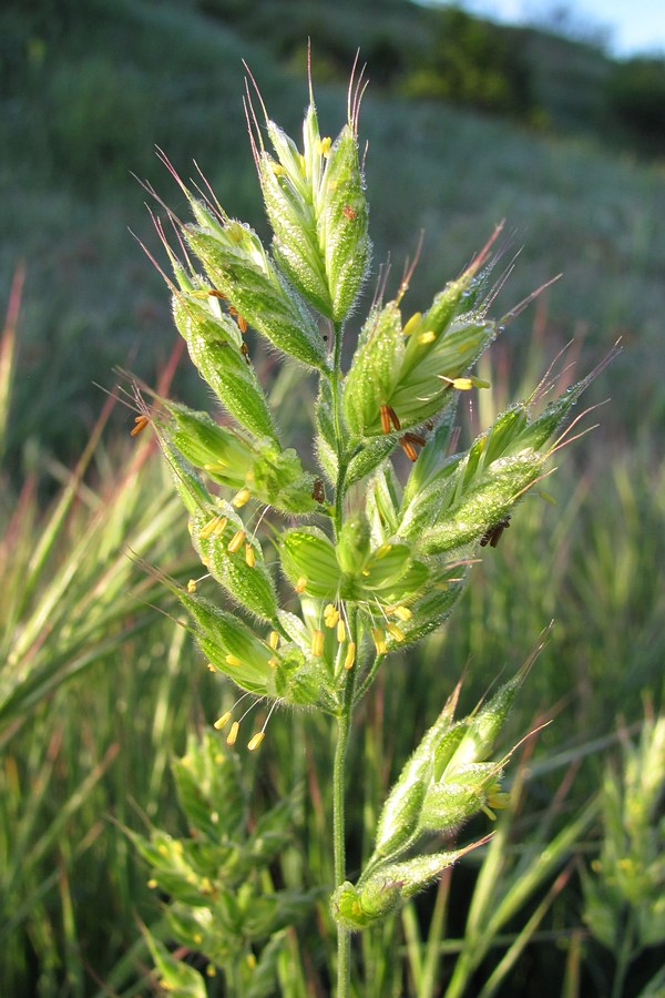 Image of Bromus hordeaceus specimen.