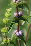 Phlomoides tuberosa. Побег с соцветиями. Ростовская обл., Аксайский р-н, окр. хутора Александровка, вдоль обочины грунтовой дороги. 28.05.2011.